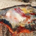 Petrified Opal Tree Trunk Situated In Arizona Its About 225 Million Years Old