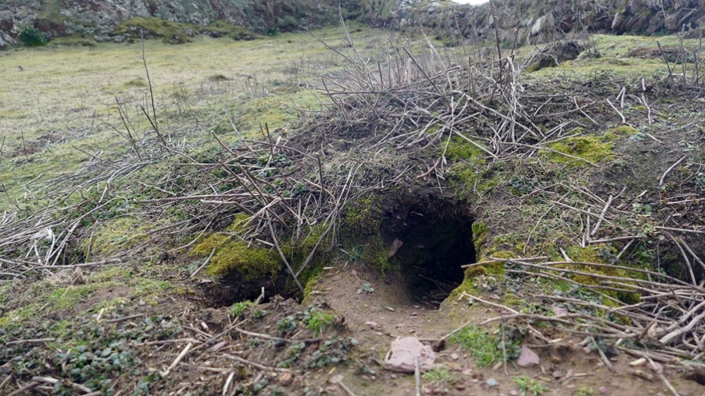 Rabbits dig up 9,000-year-old artifacts on 'Dream Island'
