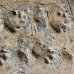 Scientists discover 280-million-year-old fossil tracks in remote area of the Grand Canyon