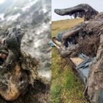 Ice Age Cave Bear Remains Have Been Found Perfectly Preserved in Arctic Russia