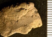 Fingerprint from 5,000 years ago found in Orkney