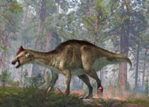 A tumor in the foot and a fracture in the two tails complicated the life of this hadrosaurus.