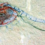 Newly Discovered Paleonursery Offers Rare, Detailed Glimpse at Life 518 Million Years Ago