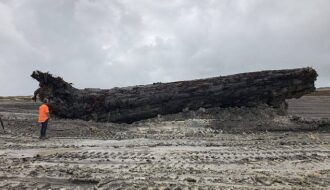 40,000-year-old log is found underneath New Zealand swamp - could explain Earth’s climate mystery