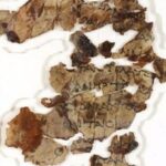 Israeli experts uncover Dead Sea Scrolls for first time in 60 years: The significance of the find, explained Israeli experts uncover Dead Sea Scrolls for first time in 60 years: The significance of the find, explained
