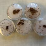 Ancient Egyptian Mummy Linen Fragments Seized in Michigan