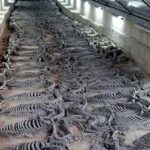 Ancient Chinese Duke Loved Horses so was Buried with Them… Hundreds of Them!