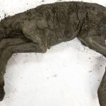 Scientists Extracted Liquid Blood From 42,000-Year-Old Foal Found in Siberian Permafrost Scientists Extracted Liquid Blood From 42,000-Year-Old Foal Found in Siberian Permafrost