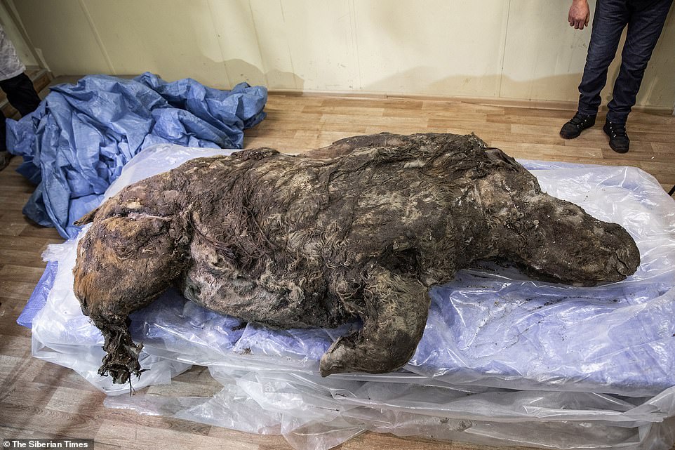 35,000 Years Later, Frozen Woolly Rhino Discovered