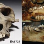 3300-Year-Old Baboon Skull Is Thought To Have Come From The Lost Land Of Punt