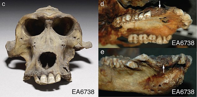 3300-Year-Old Baboon Skull Is Thought To Have Come From The Lost Land Of Punt