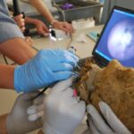 This 4,000-Year-Old Mummy Just Solved a Century-Old Mystery