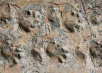 Scientists discover 280-million-year-old fossil tracks in remote area of the Grand Canyon