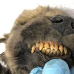 18,000-year-old puppy found remarkably preserved in permafrost