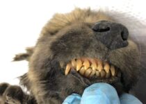 18,000-year-old puppy found remarkably preserved in permafrost