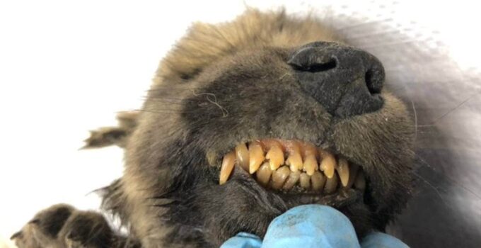 18,000-year-old puppy found remarkably preserved in permafrost