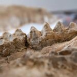 Park Ranger Stumbles Upon Treasure Trove of Several-Million-Year-Old Fossils in Northern California