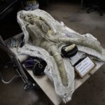 Subway palaeontology: LA construction unearths fossil trove