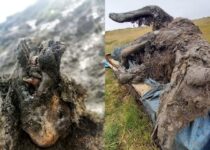 Ice Age Cave Bear Remains Have Been Found Perfectly Preserved in Arctic Russia