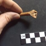 New Evidence Could Change the Date People First Arrived in North America New Evidence Could Change the Date People First Arrived in North America