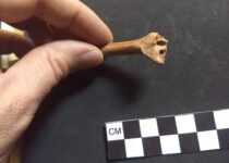 New Evidence Could Change the Date People First Arrived in North America