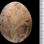 Israel discovers 1,000-year-old intact chicken’s egg Israel discovers 1,000-year-old intact chicken’s egg