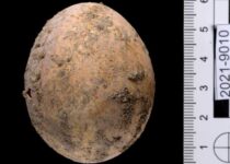 Israel discovers 1,000-year-old intact chicken’s egg