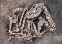 Faithful 8,400-year-old dog found buried with his master in Sweden