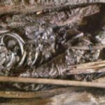 New DNA Analysis Reveals Ancient Scythian Warrior Was a 13-Year-Old Girl New DNA Analysis Reveals Ancient Scythian Warrior Was a 13-Year-Old Girl