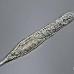 Tiny worm comes back to life after 24,000 years in Siberian deep freeze Tiny worm comes back to life after 24,000 years in Siberian deep freeze