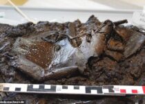 Lost and found! 2,000-year-old leather shoe is discovered in Northern Germany after it disappeared into a bog