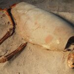 Graves of nearly 600 cats and dogs in ancient Egypt may be world’s oldest pet cemetery Graves of nearly 600 cats and dogs in ancient Egypt may be world’s oldest pet cemetery
