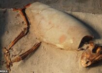 Graves of nearly 600 cats and dogs in ancient Egypt may be world’s oldest pet cemetery