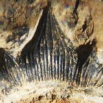 'Godzilla' shark discovered in New Mexico gets formal name 'Godzilla' shark discovered in New Mexico gets formal name