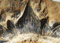 'Godzilla' shark discovered in New Mexico gets formal name