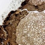 Researchers discover 18.5 million year old vine fossil as new species