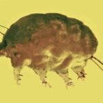 Meet the 'mold pigs,' a new group of invertebrates from 30 million years ago Meet the 'mold pigs,' a new group of invertebrates from 30 million years ago