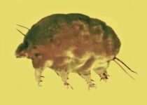 Meet the 'mold pigs,' a new group of invertebrates from 30 million years ago