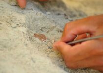 10,000-year-old food found in Bursa cave