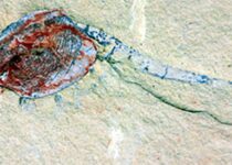 Newly Discovered Paleonursery Offers Rare, Detailed Glimpse at Life 518 Million Years Ago