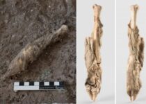 Researchers sequenced the DNA 1,600-year-old sheep mummy from an ancient Iranian salt mine, Chehrabad