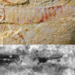 Paleontologists Find 520 Million-Year-Old Fossilized Central Nervous System Paleontologists Find 520 Million-Year-Old Fossilized Central Nervous System