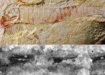 Paleontologists Find 520 Million-Year-Old Fossilized Central Nervous System