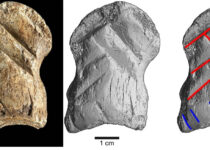 A 51,000-year-old carved bone is one of the world's oldest works of art, researchers say