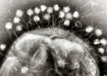 Ancient 15,000-Year-Old Viruses Identified in Melting Tibetan Glaciers