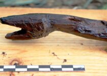 Stone age wooden snake 'staff' found in Finland