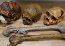 Climate change altered the size of human bodies altered the size of human bodies