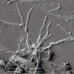 Well preserved 2,000-year-old brain cells found in Vesuvius victim Well preserved 2,000-year-old brain cells found in Vesuvius victim