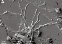 Well preserved 2,000-year-old brain cells found in Vesuvius victim