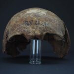 Oldest strain of Black Death bacteria found in 5,000-year-old human remains